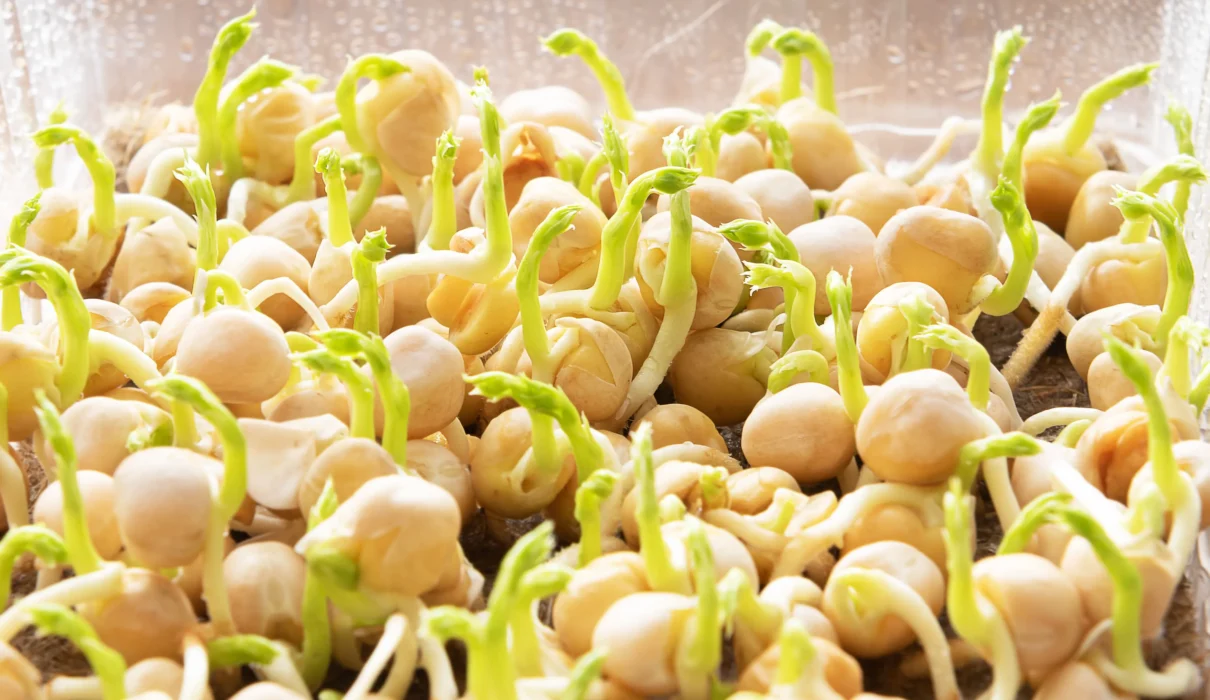 sprouts