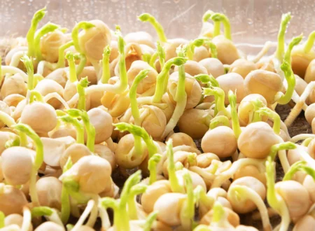 sprouts