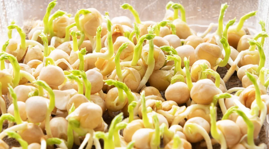 sprouts