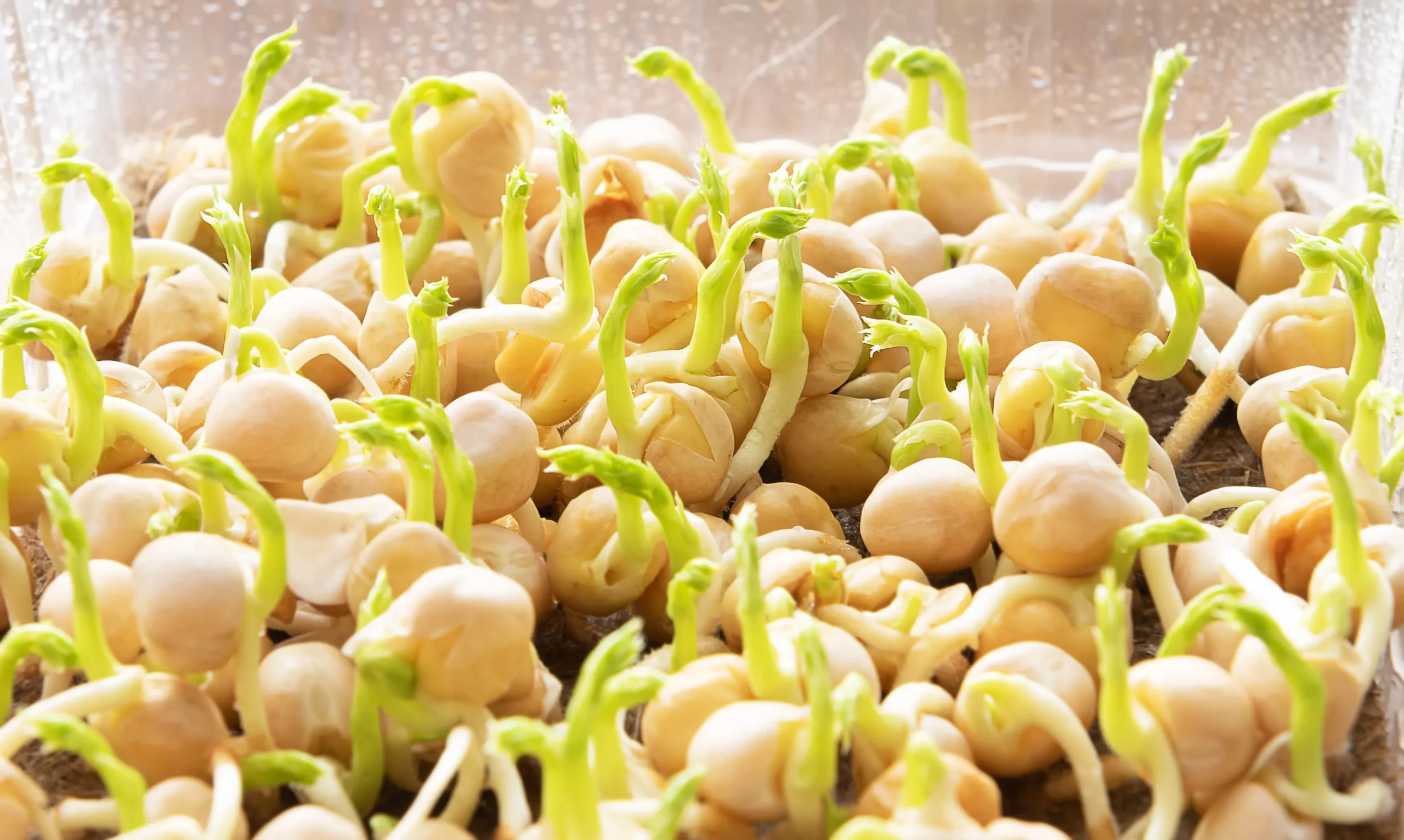 sprouts