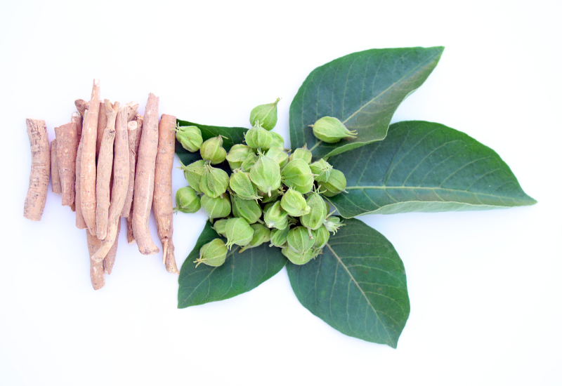 ashwagandha or Indian ginseng dry roots and fresh leaves