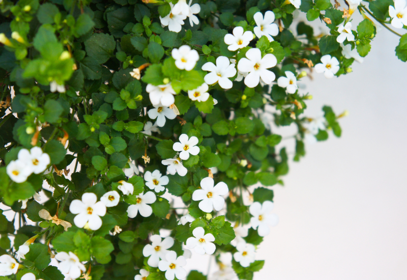 brahmi leaves or bacopa monnieri